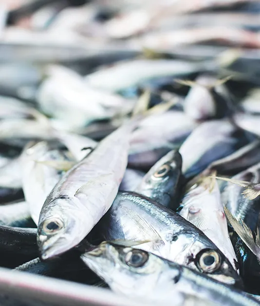 Case of Fish Processing in the Philippines