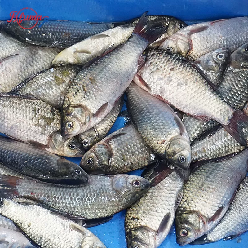 tilapia after removing scales