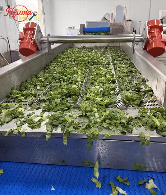 Leafy Vegetable Processing Line for Fresh-Cut Salad Business (UAE Case Study) Leafy Vegetable Processing Line for Fresh-Cut Salad Business (UAE Case Study)
